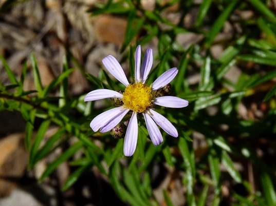 {Ionactis linariifolia}
